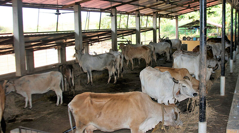 276 पशु सखियों को मध्यप्रदेश और गुजरात में मिला ए-हेल्प प्रशिक्षण