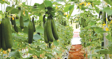 Zayed season vegetables and crops care