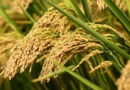चावल की किस्म सीआर धान 326 (पंचतत्व)