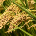 कृषि क्षेत्र की विकास दर में कमी की संभावना, 1.8 प्रतिशत रह सकती है वृद्धि दर