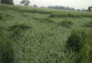 wheat-crop11