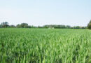 वर्ष 2021-22 के लिए मध्य प्रदेश के किसानों को जल्द मिलेगा 3 हजार करोड़ का फसल बीमा दावा