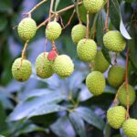 बिहार से जीआई लीची की पहली खेप ब्रिटेन को