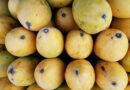 India exported mangoes to South Korea