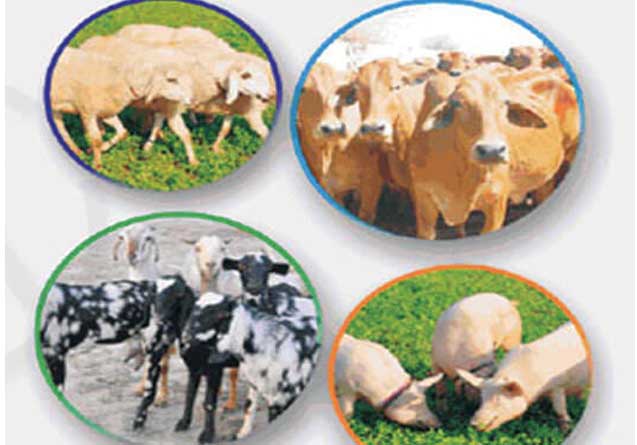 अतिरिक्त आय के लिये किसान पशुधन बीमा योजना लागू