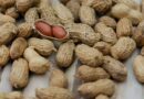 मूंगफली की फसल को हर वर्ष कतरा से हानि होती है बचाव के उपाय बतलायें।