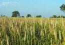 भारत सरकार ने उत्तर प्रदेश के किसानों के लिए 14 फसलों की 31 नई किस्में जारी कीं