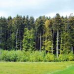 न्याय योजना में धान बुवाई न कर पेड़ लगाने वाले किसानों को 10 हजार रु. एकड़ मिलेंगे