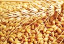 किसान संगठनों ने गेहूं निर्यात पर लगाई पाबंदी का किया कड़ा विरोध