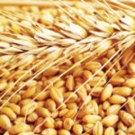 गेहूं को भंडारण में रखने के लिये उपयुक्त दशा क्या होनी चाहिए ताकि कीट न लगें।