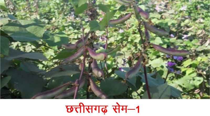 रायपुर कृषि विश्वविद्यालय विकसित सब्जियों की छह नई किस्मों को मिली मंजूरी
