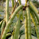 मूंग में उर्वरक प्रबंधन कैसे करे; फर्टिलाइजर कितना डालें