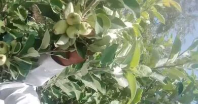सारंगी में समय से पहले सेब का फलोत्पादन