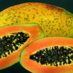 मैं पपीते की कास्त करना चाहता हूं कृपया कौन सी जाति कब लगायें विस्तार से बतलायें