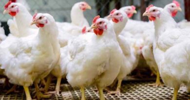 मुर्गियों का अधिक उत्पादन प्राप्त करने के लिये गर्मी से बचाव