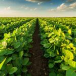 सोयबीन अनुसंधान संस्थान द्वारा खरीफ 2023 के लिए अनुशंसित किस्में