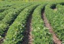 हरियाणा में खरीफ फसलों की खरीद 1 अक्टूबर से होगी शुरू