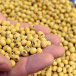 सोयाबीन मंडी रेट (14 सितम्बर 2022 के अनुसार); बड़नगर मंडी में रहा 5451अधिकतम रेट