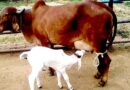 गिर, साहीवाल, थारपारकर गाय अब 47 करोड़ रुपए की प्रयोगशाला में पैदा होंगी
