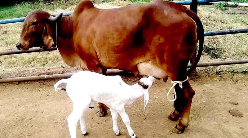 गिर, साहीवाल, थारपारकर गाय अब 47 करोड़ रुपए की प्रयोगशाला में  पैदा होंगी