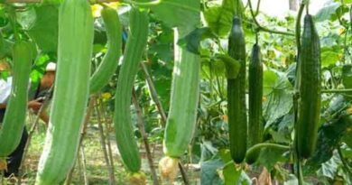 बरसात में मचान विधि से कद्दूवर्गीय सब्जियों की खेती कर मुनाफा कमायें
