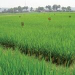 धान की सीधी बुआई (एरोबिक राइस)