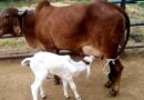 गिर गाय दे रही थारपारकर बछड़े को जन्म
