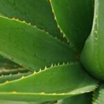 औषधीय पौधे