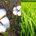 फसल विविधीकरण पर होगा जोर : श्री सेलवेन्द्रन