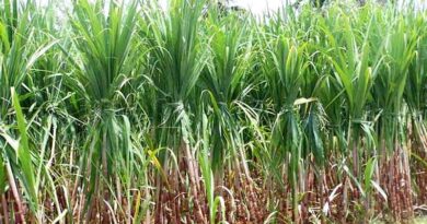 छत्तीसगढ़ में गन्ना उत्पादक किसानों को 12 करोड़ की शेष प्रोत्साहन राशि भुगतान के आदेश जारी