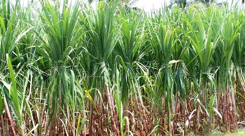 छत्तीसगढ़ में गन्ना उत्पादक किसानों को 12 करोड़ की शेष प्रोत्साहन राशि भुगतान के आदेश जारी