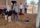 परिस्थितिया विपरीत होने के बावजूद होल्सटीन फ्रीसिएन गायों से सालाना कमा रहे हैं लाखों रुपए