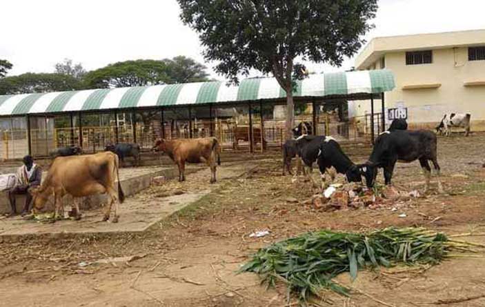 अलवर की 10 पंचायतों में नवीन पशु चिकित्सा केन्द्र