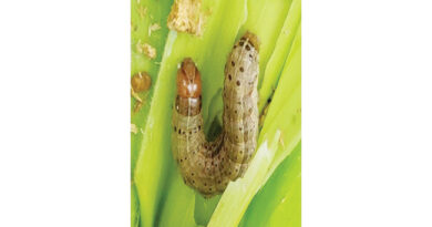 Fall Army Worm' in Maize