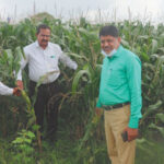 आर्मीवर्म नियंत्रण के लिए बीटी का छिड़काव करें