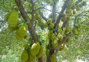 कटहल के पेड़ पर छोटे-छोटे फल लगे हुए हैं जिसमें से अधिकांश काले होकर गिर जाते हैं, उपाय बतायें