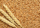 रबी फसलों के प्रमाणित बीजों की विक्रय दरें निर्धारित