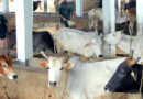 खंडवा जिले में 15 दिसम्बर तक पशुओं के आवागमन एवं हाट बाजार पर प्रतिबंध