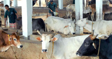 निमाड़ी गाय व उन्नत नस्लों के बीच दूध उत्पादन की प्रतियोगिता