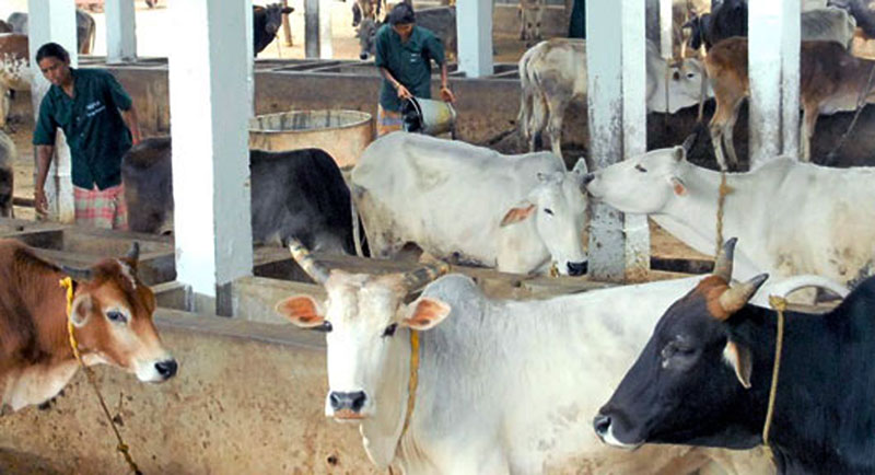 मध्यप्रदेशीय और भारतीय देशी गायों के लिए नवीन पुरस्कार योजना