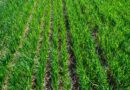 मध्यप्रदेश के किसान गेंहू की फसल बोने से पहले जरूर करें पोषक तत्व प्रबंधन