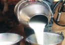 दुग्ध संघ ने दूध के क्रय भाव में 20 पैसे प्रति फैट की वृद्धि की
