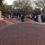 देश की प्रमुख मंडियों में सरसों के मंडी रेट और आवक (26 मार्च 2022 के अनुसार)