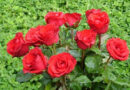 40वीं अखिल भारतीय गुलाब प्रदर्शनी 8 जनवरी से