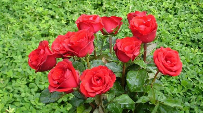 40वीं अखिल भारतीय गुलाब प्रदर्शनी 8 जनवरी से