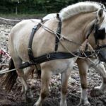 खेती छोड़ने को तैयार ब्रिटेन के किसान; ब्रिटेन सरकार ने समर्थन के लिए योजना बनाई