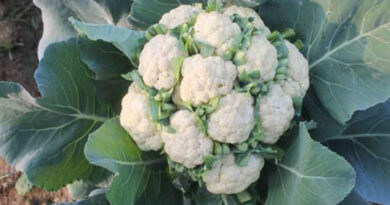 Cauliflower / फूलगोभी