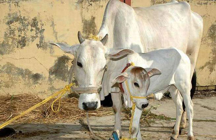 राजस्थान: 124 नवीन पशु चिकित्सा उपकेन्द्र खोले