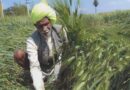 प्रदेश के कई किसानों को नहीं मिली फसल बीमा दावा राशि