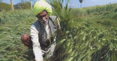 प्रदेश के कई किसानों को नहीं मिली फसल बीमा दावा राशि